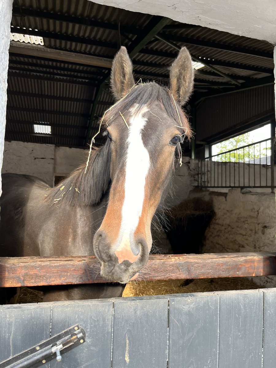 fleurrbie's tweet photo. Just like that Samson has turned 1 today…
It’s also been 12 weeks today since he arrived here with me 🐴♥️
He really is quite remarkable..😍
#Sam
#MrSnoggins
#GlencairnGoliath 
#Clydesdale 
#IrishDraught https://t.co/0A6rG9zALM
