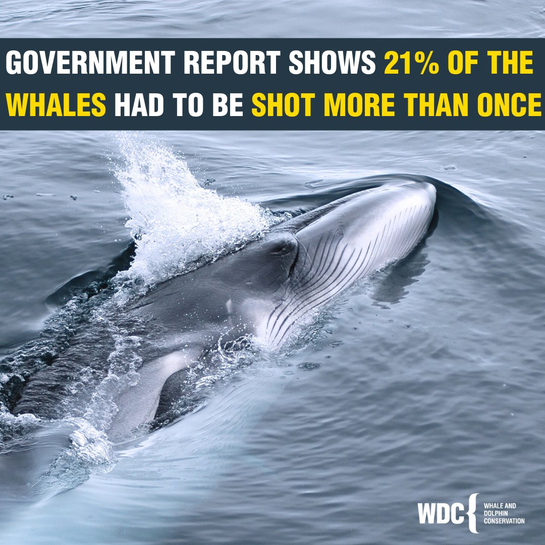 whales_org's tweet image. 21% of the whales had to be shot more than once. and one whale suffered for up to 35 minutes from the moment of the first harpoon strike.

Read 👉🏼 ow.ly/WkIh50SaNw7

 #MarineConservation #WhaleProtection #EndWhaling #SaveTheWhales #StopWhaling