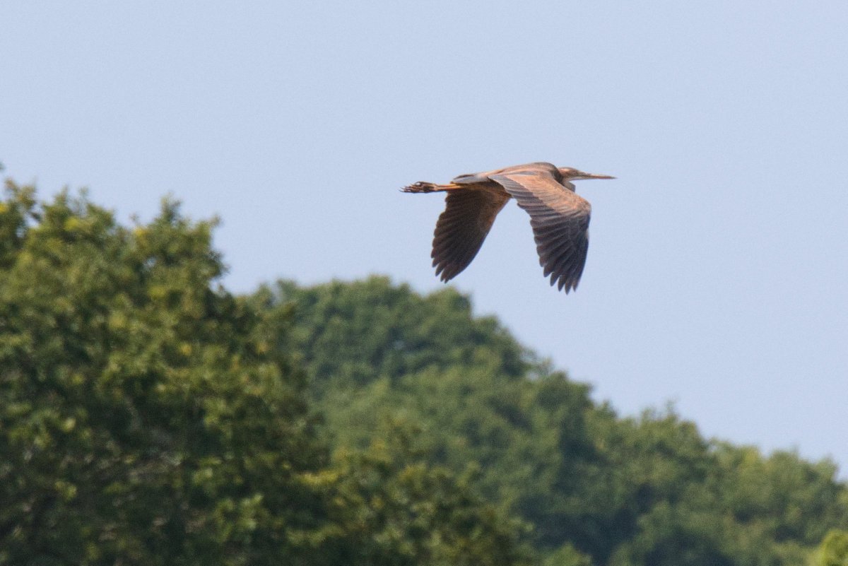 T_omissus's tweet photo. Absolute panic as I flushed this 2CY Purple Heron from a path-side ditch at Combe Valley CP this morning, chucking the scope in a bush to quickly get the camera up! What a beauty. Also 4 Hobby hunting over the floods, some of which must've been new in. @SussexBirding https://t.co/zXgwx0EJKj