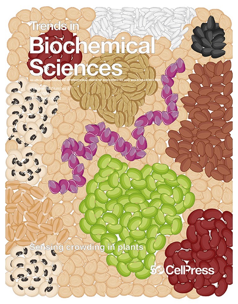 Trends in Biochemical Sciences (@trendsbiochem) on Twitter photo Our June issue is now online!
The cover highlights the article from <a href="/Itzelmeneses21/">Itzel Meneses</a> <a href="/delialu1907/">Delia Luisa Rodríguez Bustos</a> <a href="/cuevas_lab/">Cesar Cuevas-Velazquez</a> on how 🌱 plants 🌱 sense crowding during osmotic stress.
cell.com/issue/S0968-00… Our June issue is now online!
The cover highlights the article from <a href="/Itzelmeneses21/">Itzel Meneses</a> <a href="/delialu1907/">Delia Luisa Rodríguez Bustos</a> <a href="/cuevas_lab/">Cesar Cuevas-Velazquez</a> on how 🌱 plants 🌱 sense crowding during osmotic stress.
cell.com/issue/S0968-00…
