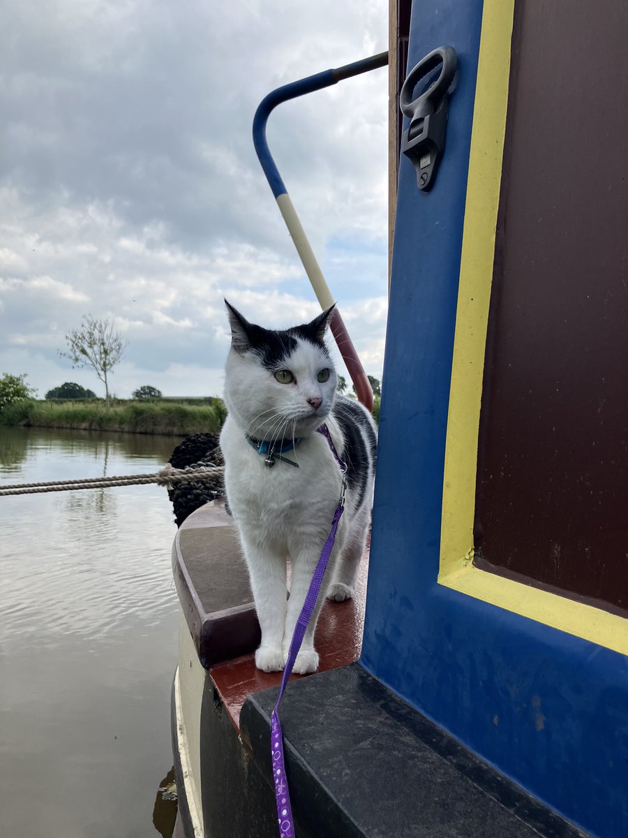 Tiddles Plumpkin tweet media