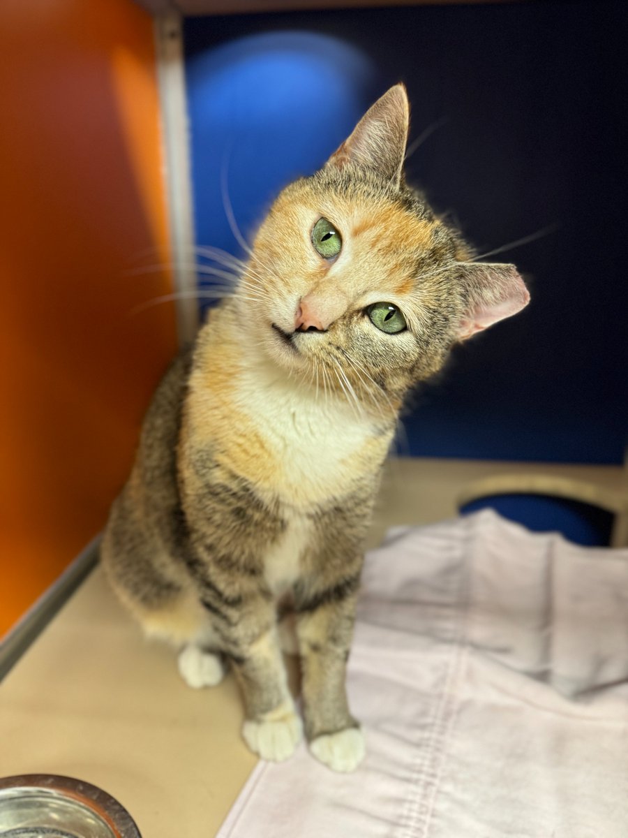 PSPCA's tweet photo. Yes, Nina, you heard correct!

All adoption fees for cats 1 year and older will be $10 from June 8 - June 9 at our Philadelphia headquarters.

Standard adoption applications and processes still apply.

Come meet your new feline friend this weekend. 🐱❤ https://t.co/Ho64ZmAZ2p