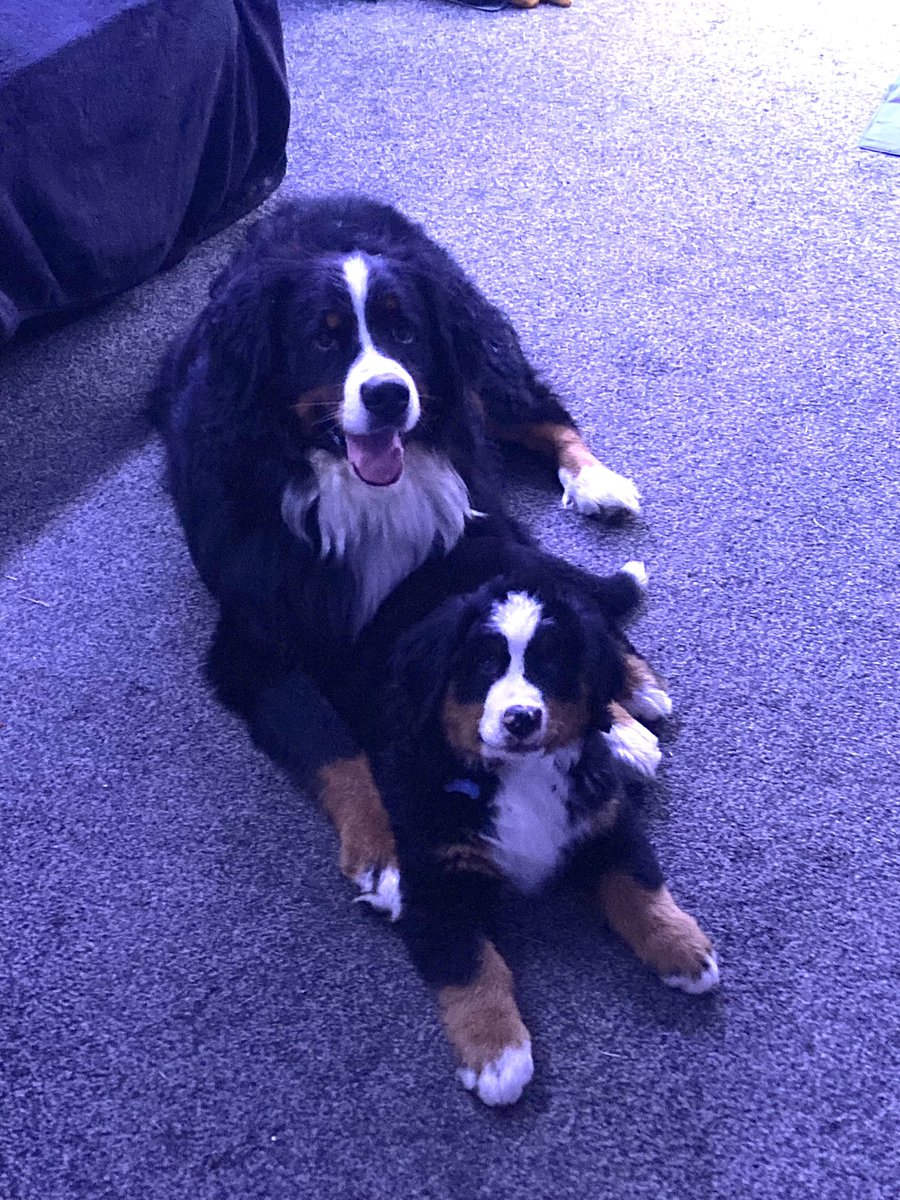 Purpleinksplat's tweet photo. @mack_world my heart won over my head too 🤦‍♀️🐾 https://t.co/sS5gHtEY0q
