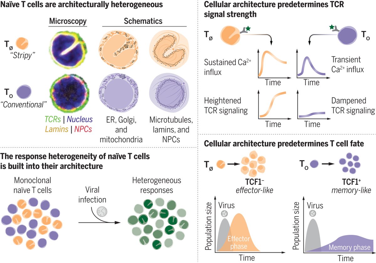 Sarah Ross (@sarah_h_ross) on Twitter photo Out now <a href="/ScienceMagazine/">Science Magazine</a>: <a href="/BenHalePhD/">Ben Hale</a>, <a href="/BerendSnijder/">Berend Snijder</a> & colleagues report that the internal architecture of T cells at the moment they are activated can influence their fate in response to antigen.
🔗science.org/doi/10.1126/sc… Out now <a href="/ScienceMagazine/">Science Magazine</a>: <a href="/BenHalePhD/">Ben Hale</a>, <a href="/BerendSnijder/">Berend Snijder</a> & colleagues report that the internal architecture of T cells at the moment they are activated can influence their fate in response to antigen.
🔗science.org/doi/10.1126/sc…