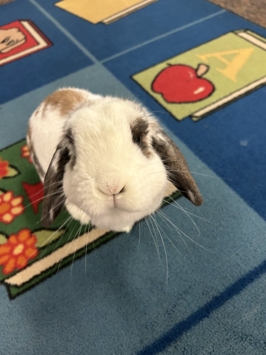 BrittanyEmbler's tweet photo. It has been an exciting week at @oakgrovees! We had our orientation for new Kinders &amp; their families and our classroom family grew by 4 paws! Bugs loves being an Otter! 💚🦦 We have the best school EVER! @bevbOtterP @JoTOtterap https://t.co/HI8HJpoOsQ