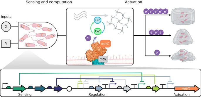 In this work, we investigate EET as a modulator of engineered living materials and use bacterial logic to actuate changes the abiotic environment.