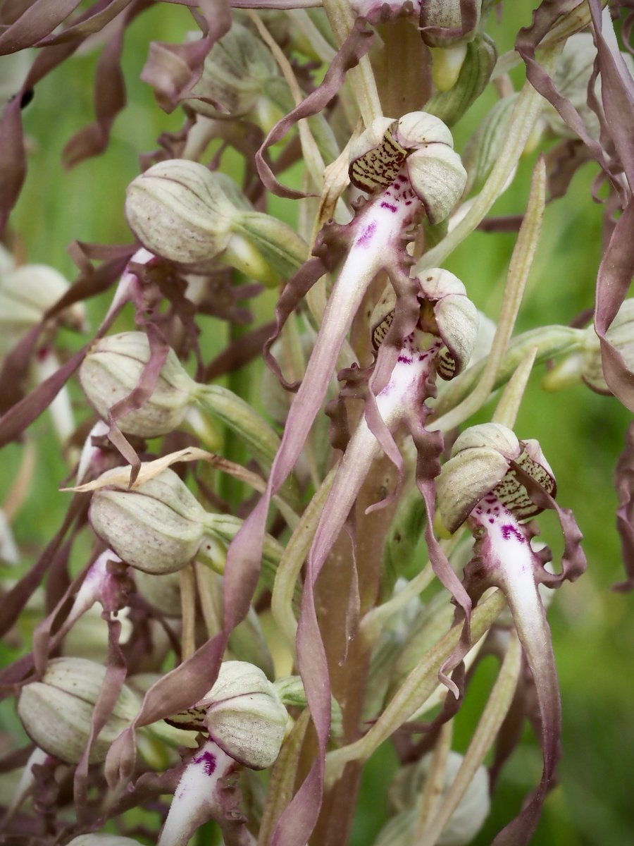Peter Vaughan (@pvaughanecology) on Twitter photo Lizard Orchid (Himantoglossum hircinum), one of the thousands at Sandwich Bay, #Kent 05/05/2024. <a href="/ukorchids/">Wild Orchids UK & Ireland</a> #orchids Lizard Orchid (Himantoglossum hircinum), one of the thousands at Sandwich Bay, #Kent 05/05/2024. <a href="/ukorchids/">Wild Orchids UK & Ireland</a> #orchids