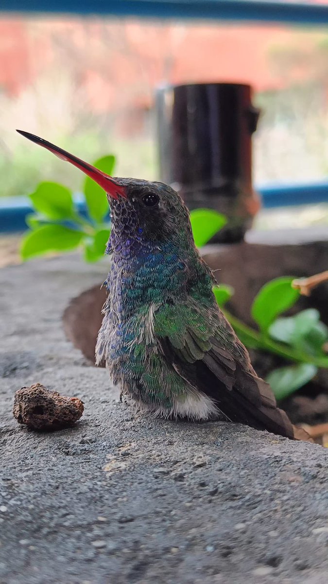 Colibrí en el <a href="/UNAMINB/">Instituto de Neurobiología, UNAM</a>