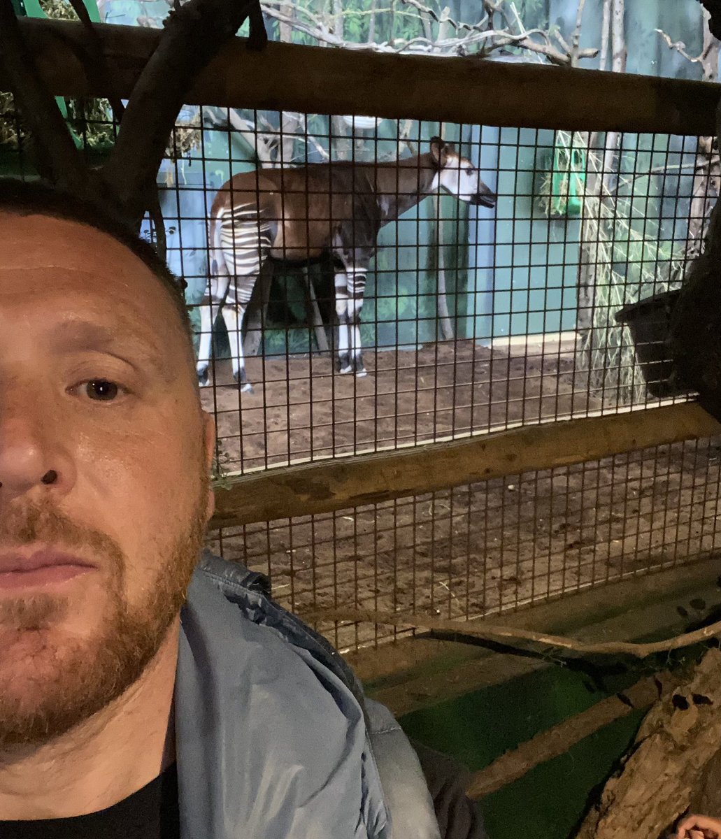 CRYPTIDSUK's tweet image. What a great day seeing an #Okapi in the flesh
The Okapi use to be a #Cryptid as it was unknown to science until being discovered in 1901
It was also the animal used on the logo for the International Cryptozoology Society
Thank you @evielou79679353 for taking me to @zsllondonzoo