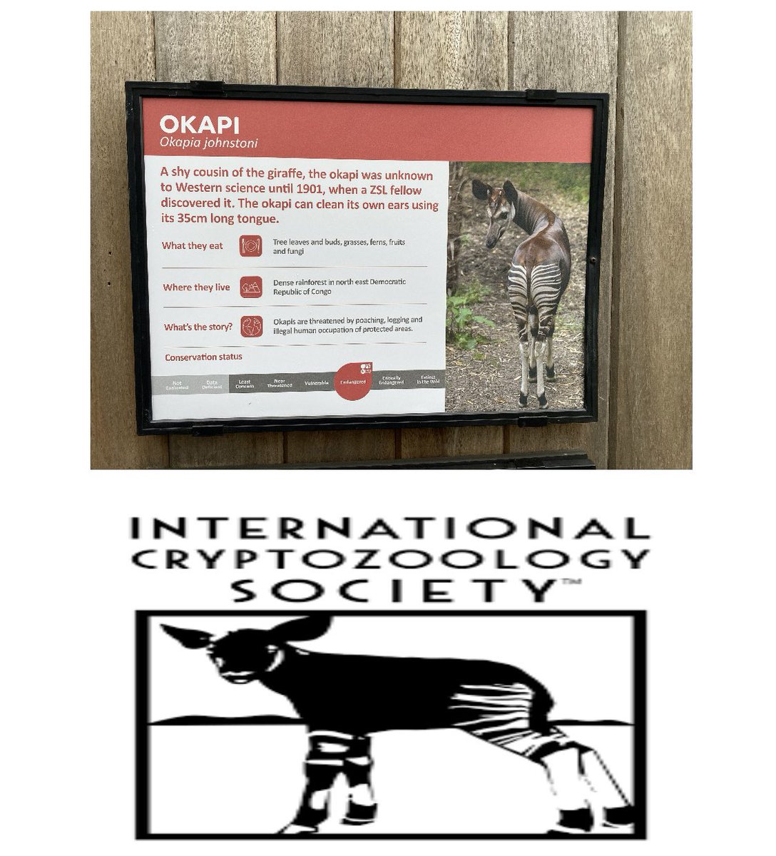 CRYPTIDSUK's tweet image. What a great day seeing an #Okapi in the flesh
The Okapi use to be a #Cryptid as it was unknown to science until being discovered in 1901
It was also the animal used on the logo for the International Cryptozoology Society
Thank you @evielou79679353 for taking me to @zsllondonzoo
