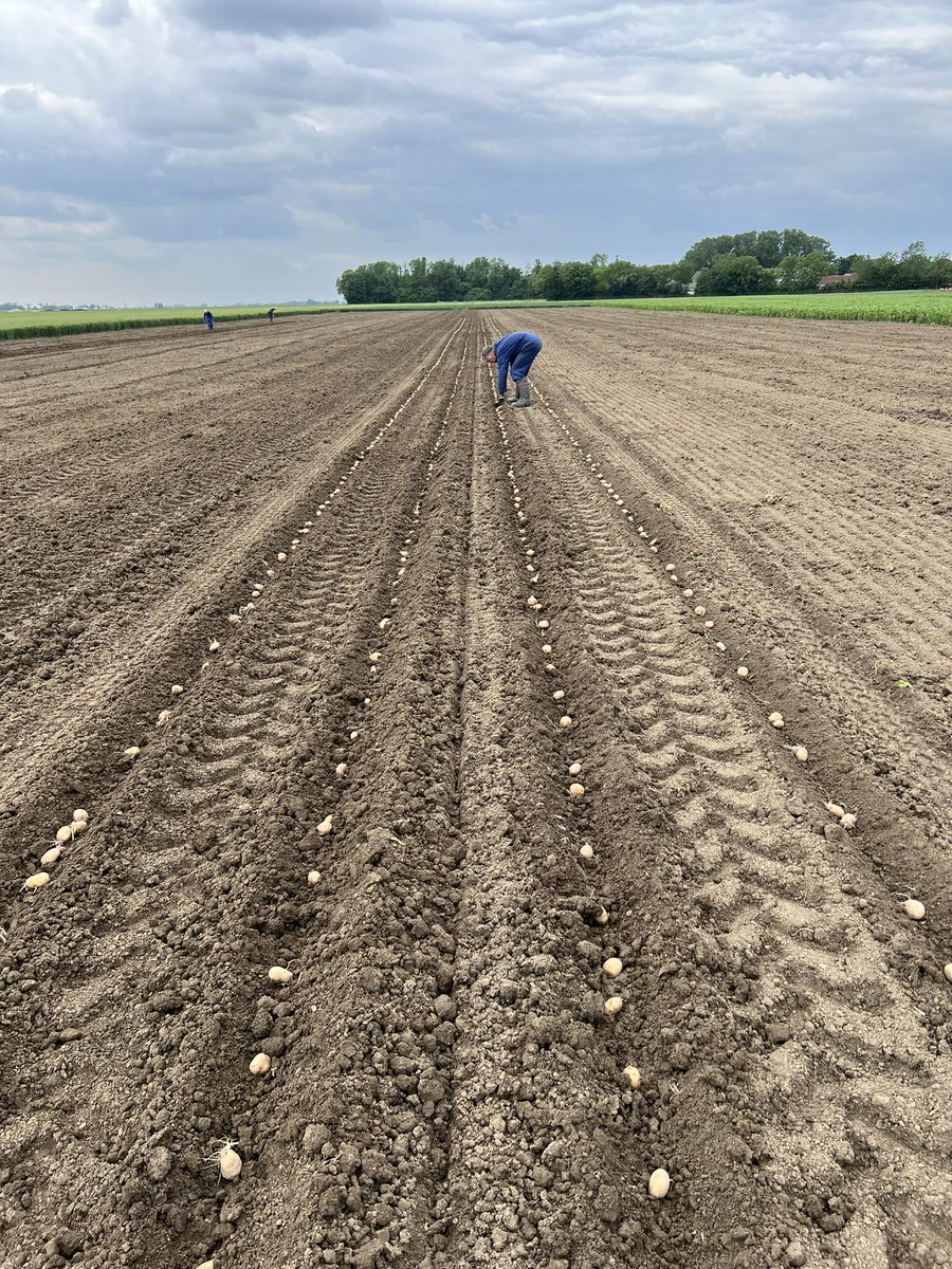 debeik's tweet photo. Eindelijk maar toch ! Vandaag weer wat proeven kunnen poten op de zware klei. Direct na een bewerking met de rotor kopeg kleurde de bovenlaag mooi grijs op 👌
#Bayer #Onderzoek 
@SimonJensma https://t.co/Yxcmy7WoL1