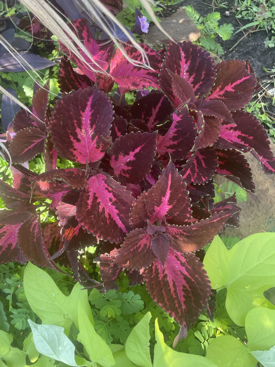 clair054's tweet image. There’s a lot to be thankful for Nature at its best