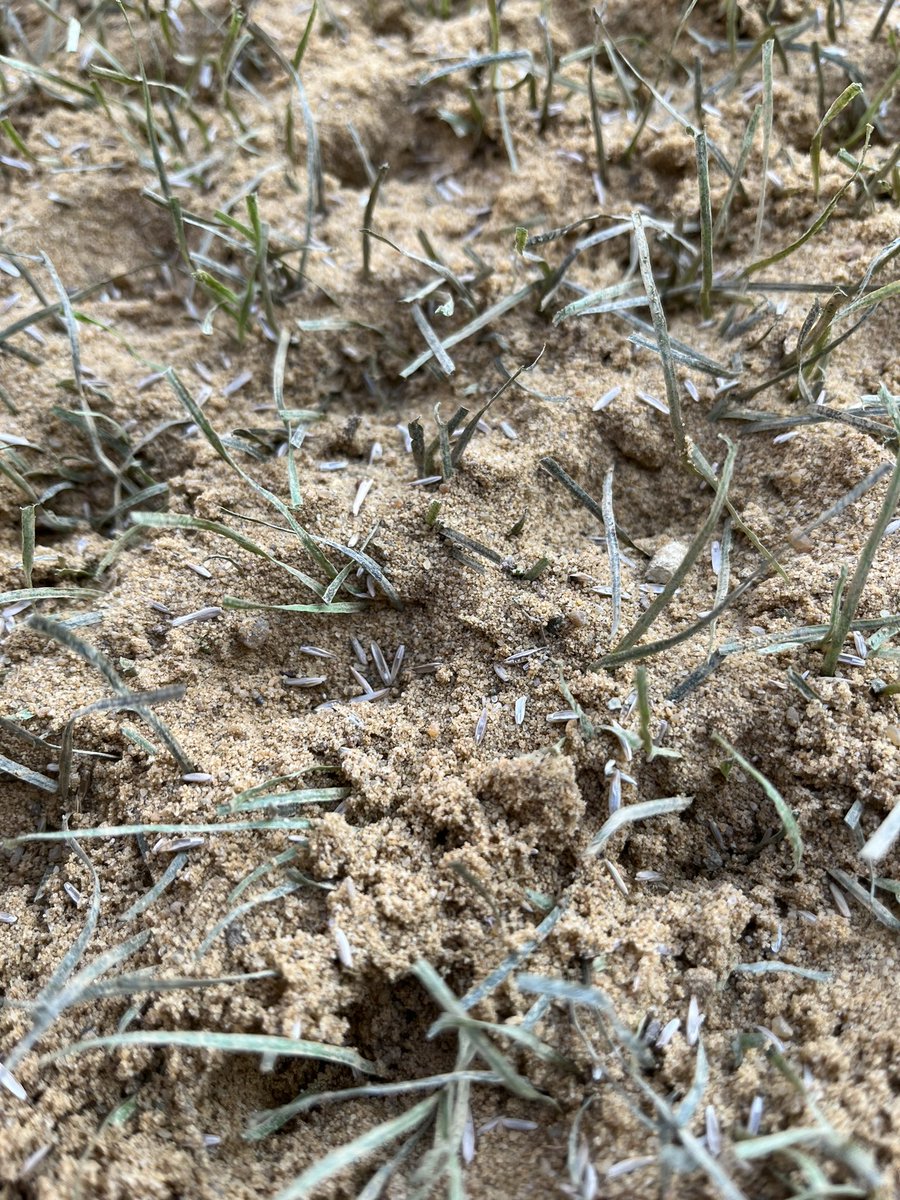 RFCD106's tweet image. Pitch fully renovated here at the SCL. New season starts now! Ready for the grow in! 

Thanks to @PremierPitches for the outstanding work!