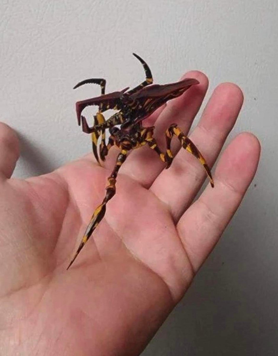 TabathaBierie's tweet photo. #insectthursday #newbug
Found this little guy in my yard today... who's ready for the invasion 😅😅😅😅🤣🤣🤣 https://t.co/C46qz5qYoR