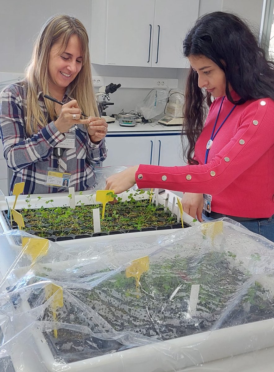 FAUBA_Internac's tweet photo. Nuestra docente Analía Menendez participó en una estancia de investigación en el CIEMAT 🇪🇸 gracias al programa #UBAINTDocentes
Explorar, aprender y colaborar para impulsar la #Sostenibilidad y la #Innovación agrícola. Juntos, cultivamos el futuro 🌱#CienciaEnAcción #orgulloFAUBA https://t.co/0WnxiRx3SV