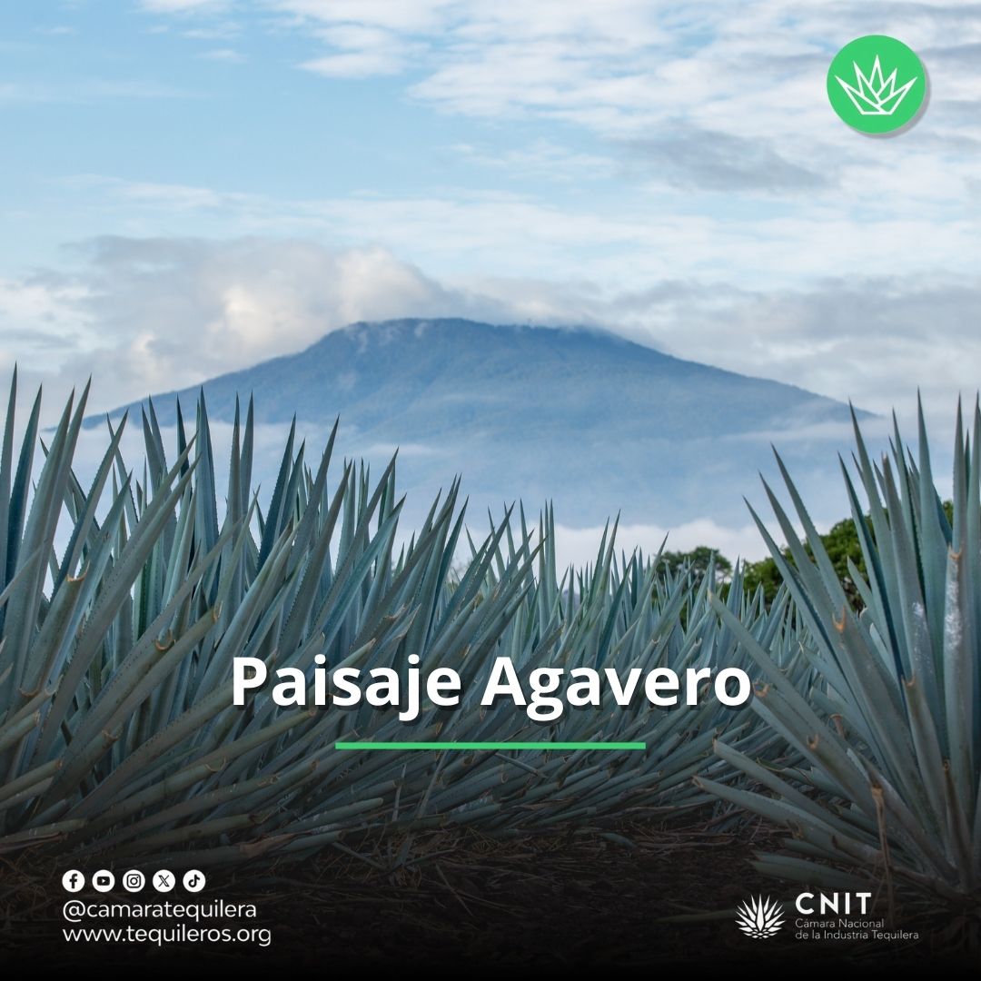 camaratequilera's tweet photo. El Paisaje Agavero está situado entre las laderas del volcán de Tequila y el profundo valle del Río Grande.
El área abarca los campos de cultivo del agave azul y los asentamientos urbanos de Tequila, Arenal y Amatitlán.
#CNIT #Tequila #México #Jalisco https://t.co/7XsIlUB9XF