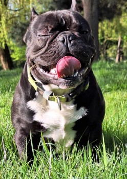 millypod1's tweet photo. ๐5 JUN 2024 #Lost FLASH #ScanMe
YOUNG Black & White French Bulldog Male
#Harrow #GreaterLondon #London #HA3 https://t.co/pBSbBR241h https://t.co/Fek2UVWjkG