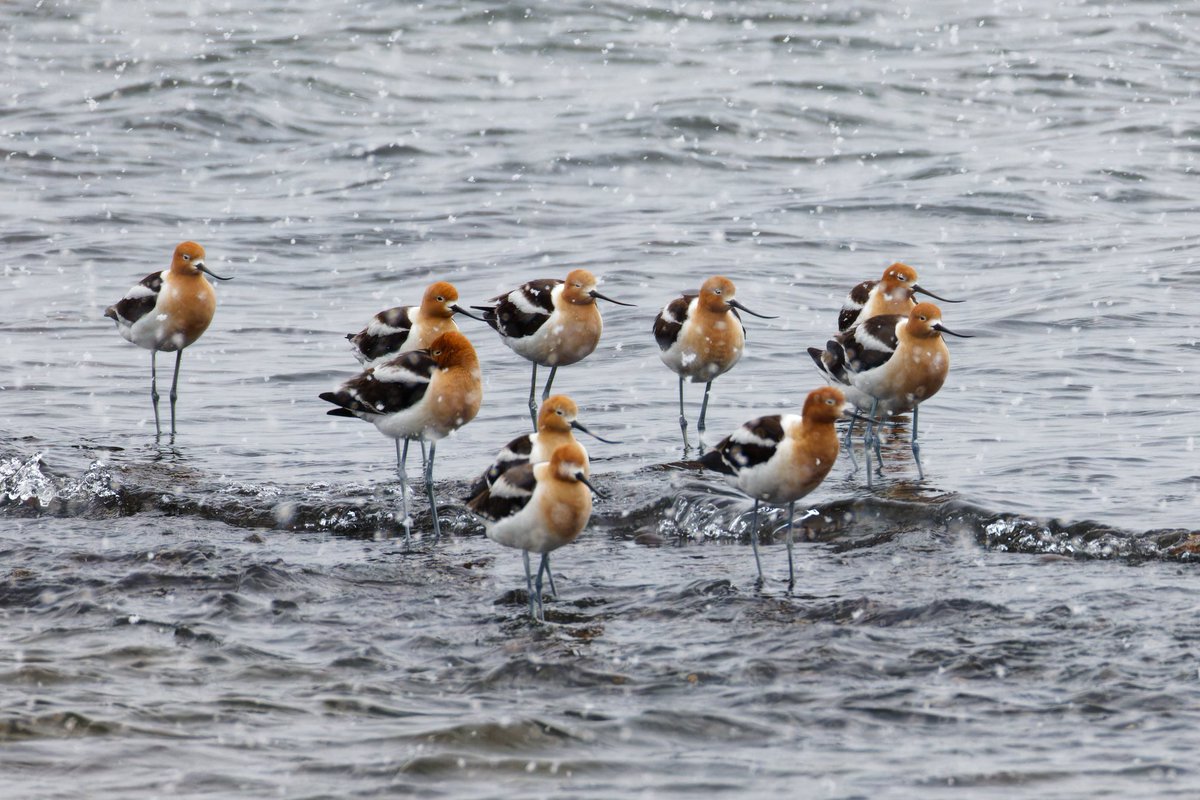lirgGaming's tweet photo. A few American avocets with their characteristic upwards curving bill, were hanging tight in a snow squall by the north shore of the Yellowstone Lake. 05/19/2024 #birds #birding #birdwatching #birdphotography #BirdsSeenIn2024 #BirdOfTwitter https://t.co/nwkpxm3dgu