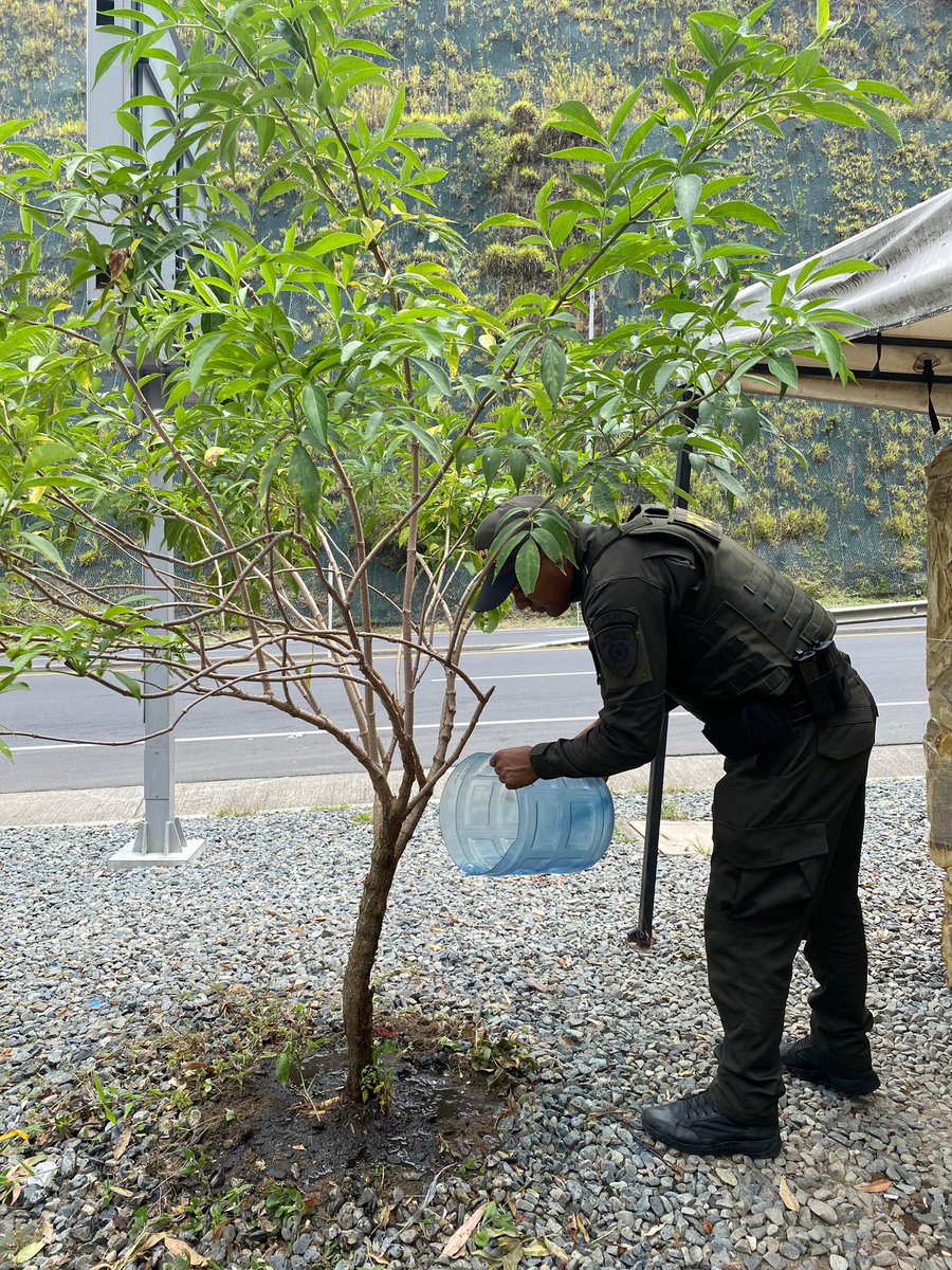 PoliciaPasto's tweet photo. | La @PoliciaAduanera en #Yacuanquer comprometida en la semana de Protección del Medio Ambiente - ‘Yo Cuido mi Planeta’, en el punto de control el Placer promovemos el cuidado de los árboles y el medio ambiente. 

#DiosYPatria https://t.co/RNrxAuYelp
