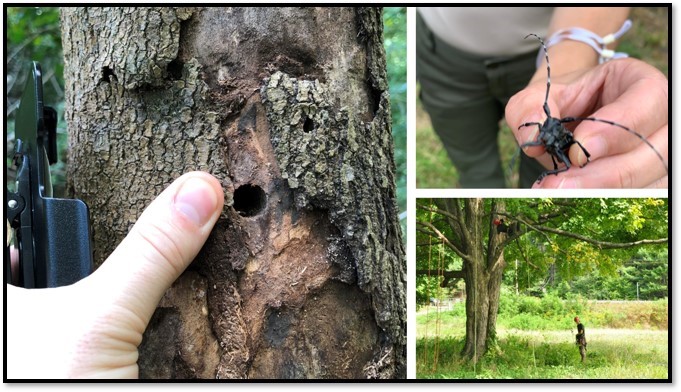 ALB Eradication tweet media