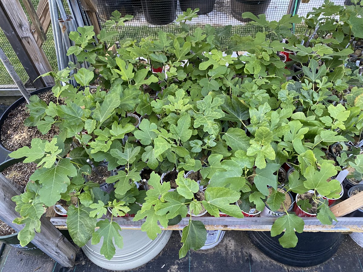 We are LIVE!! Second release of our fig tree starter plants is officially underway! Get yours today before we sell out!! Reach out via DM if you have any questions at all or would like some recommendations on varieties!

figbuddies.etsy.com