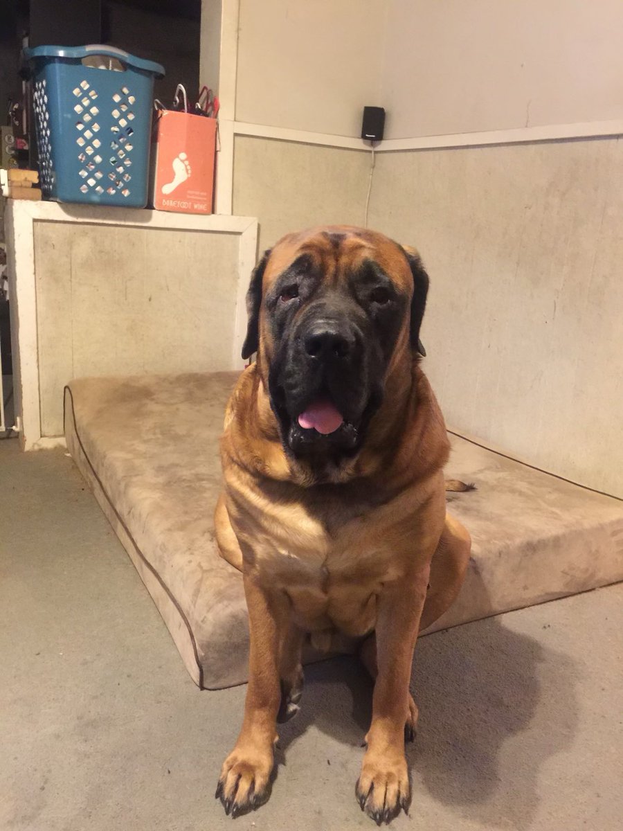PacSmacks's tweet image. Me too brotha my mastiff got cancer had to put down 6 years old man he was my best friend! Name was Brody best dog I ever had  this was two weeks ago now 😔