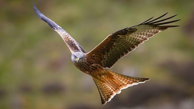 SaveRedlandLibr's tweet photo. 8pm TODAY on @BBCTwo
Springwatch, 2024
Ep 8 of 12
A celebration of Roy Dennis, a man dedicated to bringing species back from the brink. There is also a round-up of the week's action, and Megan gets to know the beavers of Argarty.
#Springwatch2024 #Springwatch @BBCSpringwatch https://t.co/Seqj07depO