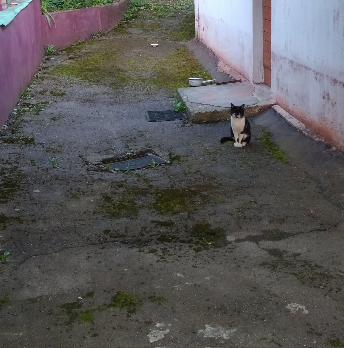 Lazy_BDSM's tweet photo. Упд 12
Дідусь Тоні, років 15, на кожен один крок якого можна почути 5 скарг на житіє, погоду, суглоби ломить, жубів немає, слух поганий, зір сів, туди його в качель цю молодьож - спати не дають.
Бабуся його дякує постійно бо на пенсію корм купити тяжко 🥹 https://t.co/XHTJPyroBV
