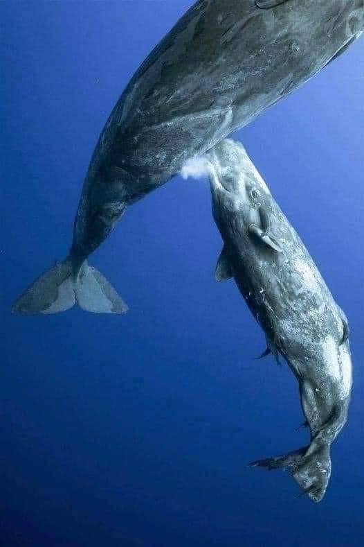 Everyone knows that the whale is a mammal, but what few know is that a small whale is breastfed, but not through direct contact like other land mammals.
Instead, the female whale throws away her milk while her child is near her to breastfeed, 
So the baby whale can grab and eat.