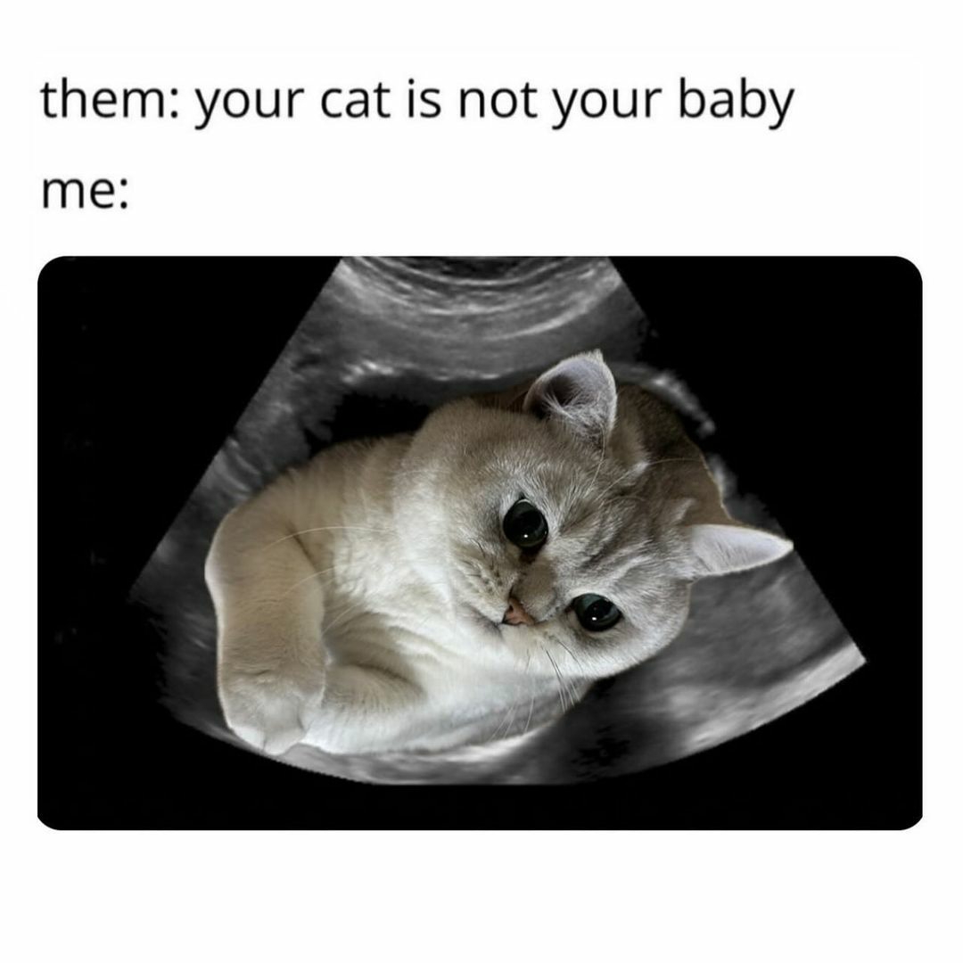 cats with powerful impression 🐾 tweet media