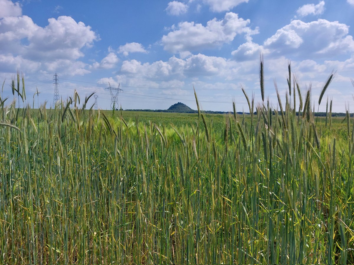 CharlesMaudens's tweet image. 🍟Un biau essai bio dans ch&apos;nord avec en prime du materiel @SaatenUnionFr très prometteur.

#seigle #triticale #blé  
@chambagri_hdf