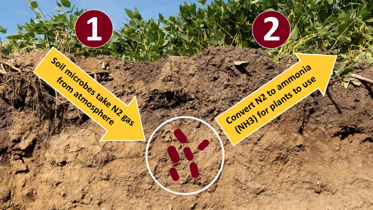 UMN Nutrient Management (@umnnutrientmgmt) on Twitter photo NEW PODCAST EPISODE: z.umn.edu/9l7a Nitrogen-fixing biological products: Four Midwest experts weigh in on industry claims, on-farm research tips, and more <a href="/UMNExt/">U of MN Extension</a> <a href="/UMNswac/">Soil, Water, & Climate</a> <a href="/NDSUExtension/">NDSU Extension</a> <a href="/IllinoisCropSci/">Crop Sciences</a> <a href="/ILextension/">Illinois Extension</a> #MNAg NEW PODCAST EPISODE: z.umn.edu/9l7a Nitrogen-fixing biological products: Four Midwest experts weigh in on industry claims, on-farm research tips, and more <a href="/UMNExt/">U of MN Extension</a> <a href="/UMNswac/">Soil, Water, & Climate</a> <a href="/NDSUExtension/">NDSU Extension</a> <a href="/IllinoisCropSci/">Crop Sciences</a> <a href="/ILextension/">Illinois Extension</a> #MNAg
