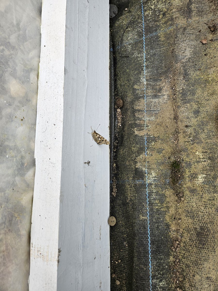 RangAisling's tweet photo. Scaoileamar leis ár bhféileacáin inniu sa pholathollán (polytunnel) dá bharr an ghaoth. Bhí siad lán sásta a bheith ag eitilt morthimpeall na háite. @GaelscoilAU https://t.co/bOYIfa6TN5