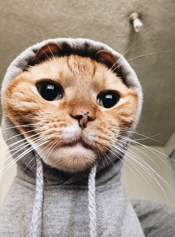 Hoodie Cat 😼✨️ tweet media