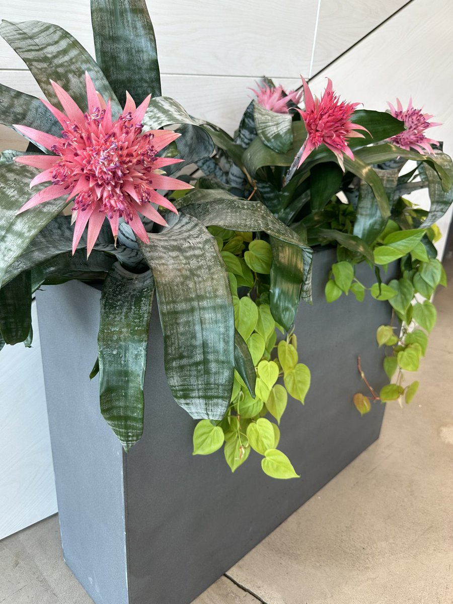 plantwerks's tweet photo. https://t.co/WyMwx78EL1