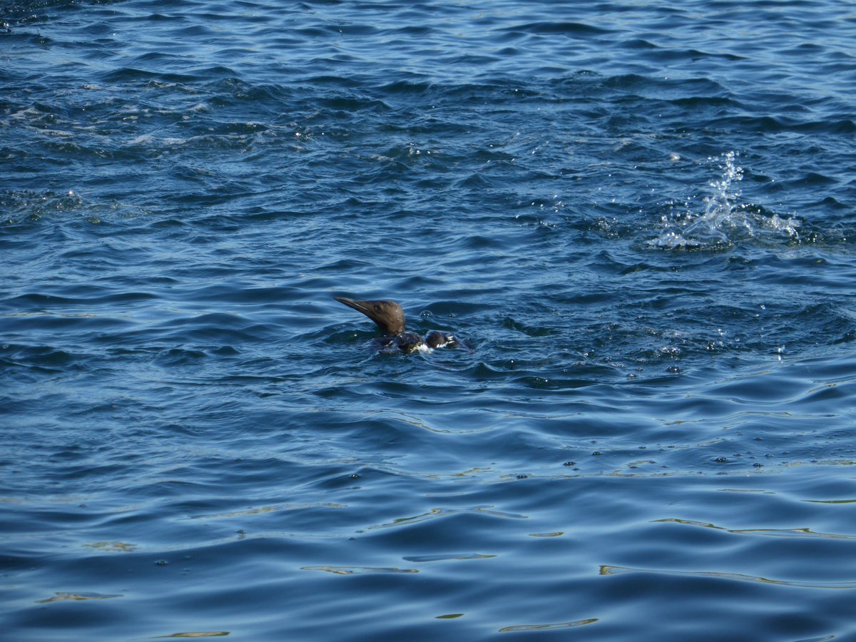 Another encounter with #fishing nets that are killing #seabirds. We couldn't save the shag anymore, but the guillemot got to live. #fieldwork at Sklinna #Norway for <a href="/SEAPOP4/">SEAPOP</a> <a href="/NINAnature/">NINAnature</a>