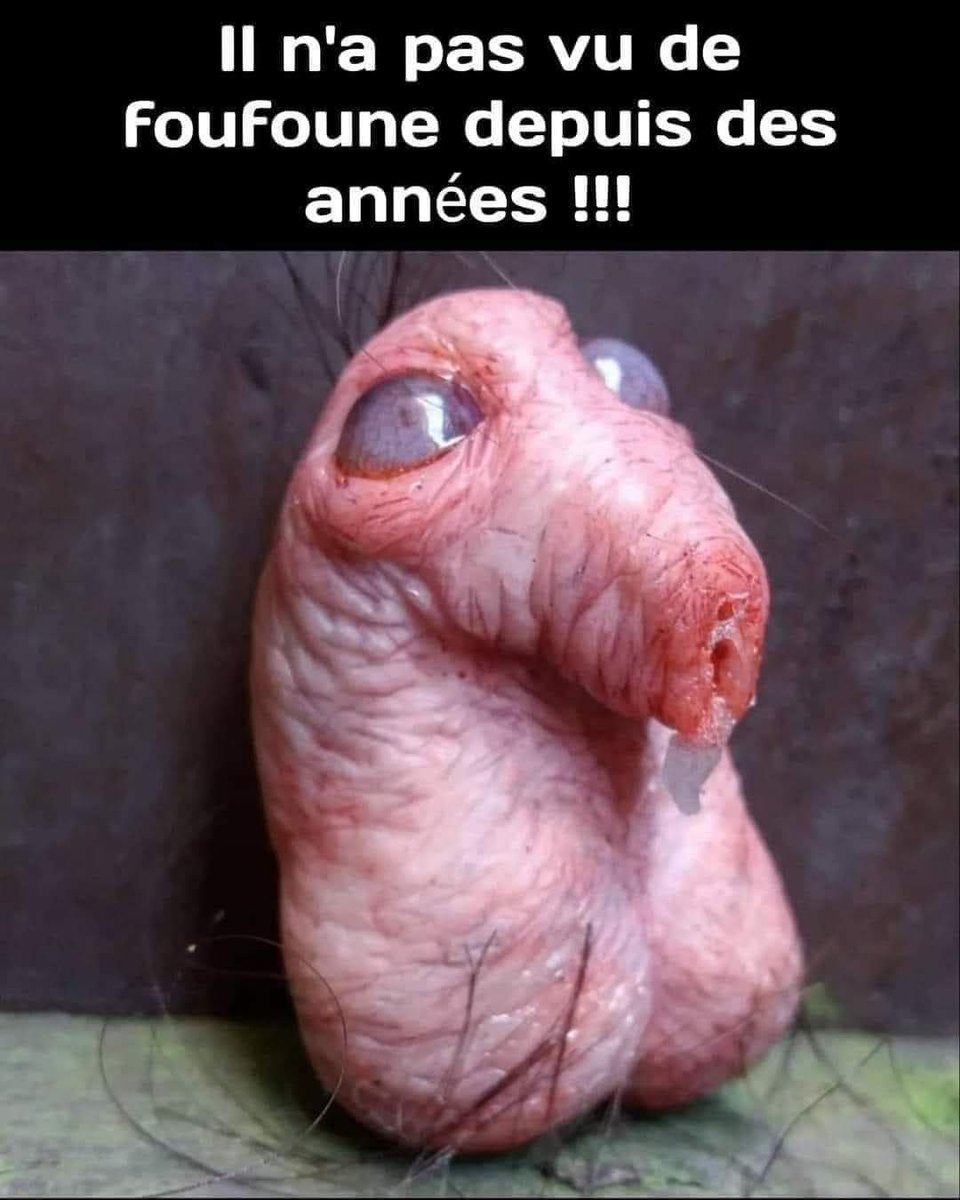 MoneymissClaraa's tweet photo. Dédicace à toutes les micro bites de Twitter.
#FinDom #moneyslave #microbite #rtslave #atm #soumis #moneymiss #paypig #pigeon https://t.co/SgryKQ78HA