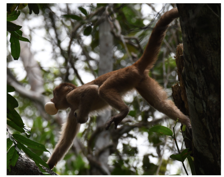 Carlos Rodríguez-Saltos tweet media
