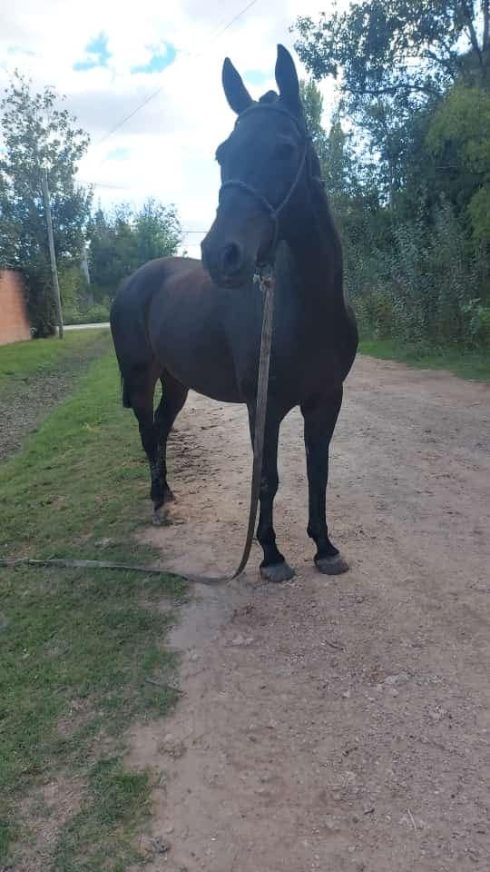HugoTanco's tweet photo. Por favor me ayudan a difundir hasta que aparezca este caballo, que forma parte de una hermosa familia y es la compañía, el resguardo y terapia de una paciente con autismo, viralicemos porque SE LO ROBARON en Domselaar, Buenos Aires.
TE: 2224 504394 (Nahir, madre de la paciente) https://t.co/bxXISfa8nn