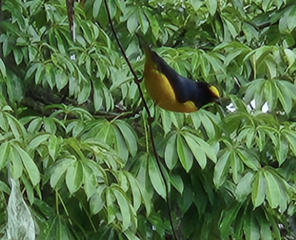 Carlos Rodríguez-Saltos tweet media