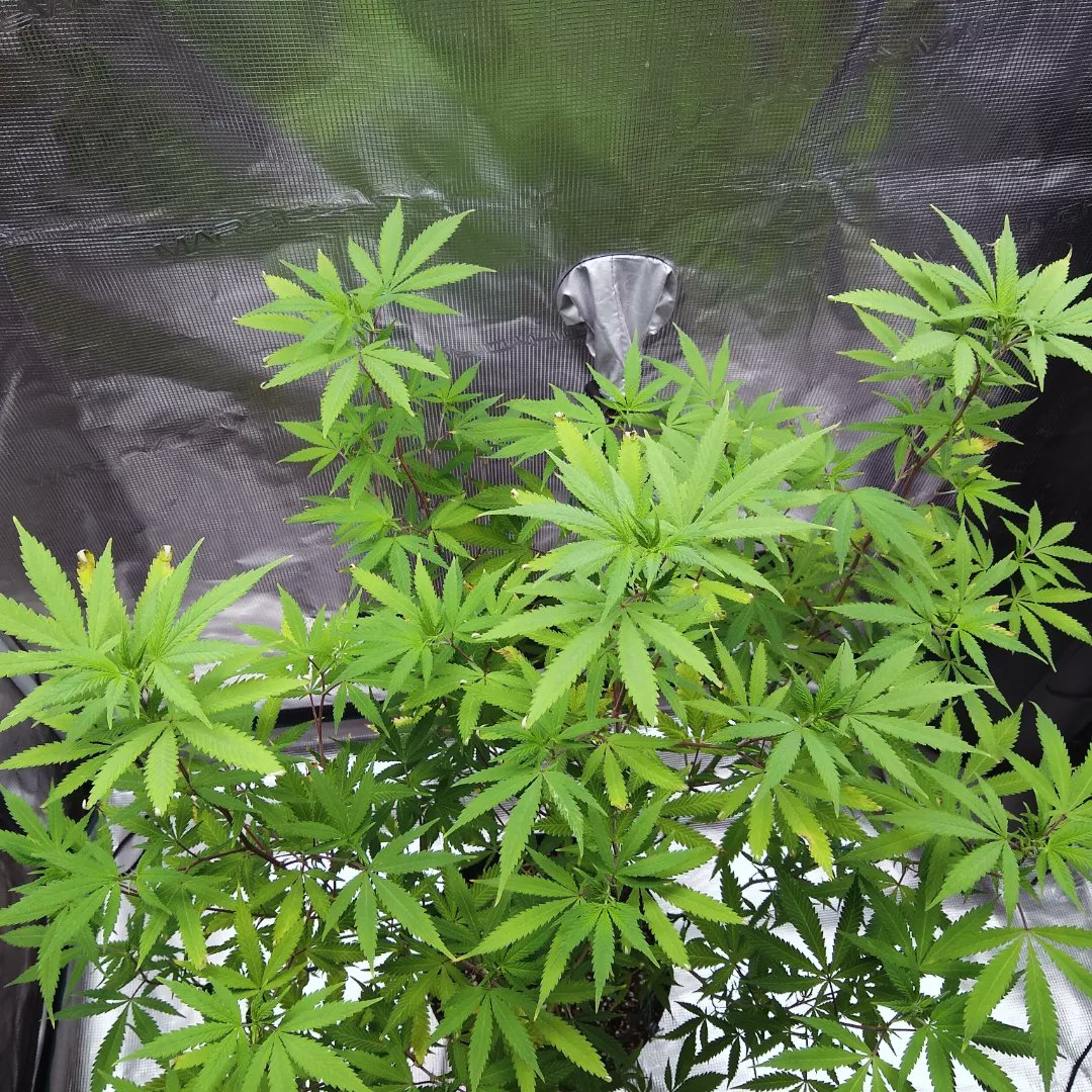 TheGoatGrows's tweet photo. A clone of Reefereshers (Do-si-do x Sunset Zkittlez) from Tastebudz Genetics. I've been thinking of keeping these genetics around and turning this plant into a mother. https://t.co/gbq3Hv7K8C