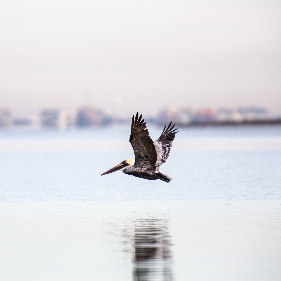 National Wildlife Federation tweet media