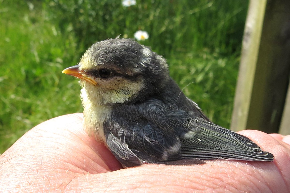 HM Wildlife tweet media