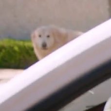 queensofbravo's tweet photo. Shannon using a Breathalyzer while Archie Beador judges in the background 💀 I’m screaming! #RHOC https://t.co/rZRndh03Vh