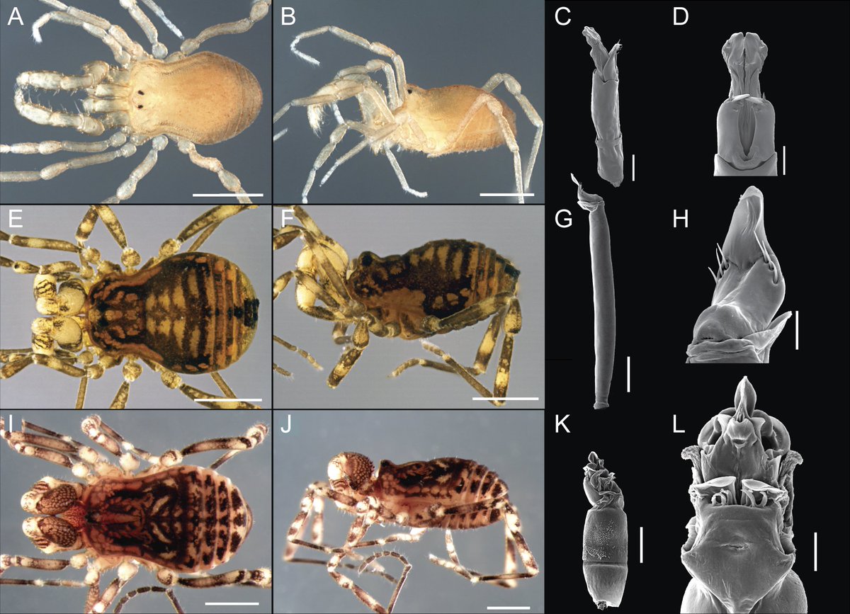 Abel PĂ©rez GonzĂĄlez (@abelaracno) on Twitter photo Just released. This Opiliones family record for Australia came from the very first vial and the very first specimen that I examined in June 2023 <a href="/MuseumGeneve/">MusĂ©umGenĂšve</a> What a very good luck!!! It was a pleasure wrote this paper with Willians and Lionel. Access at: doi.org/10.1093/zoolin⊠Just released. This Opiliones family record for Australia came from the very first vial and the very first specimen that I examined in June 2023 <a href="/MuseumGeneve/">MusĂ©umGenĂšve</a> What a very good luck!!! It was a pleasure wrote this paper with Willians and Lionel. Access at: doi.org/10.1093/zoolinâŠ