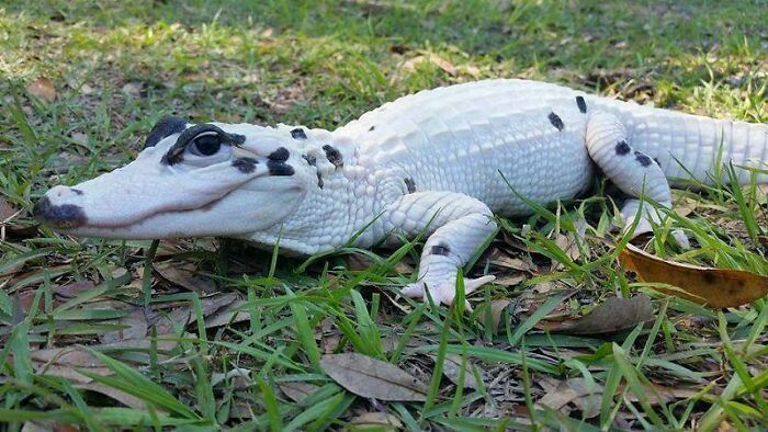 Gators Daily 🐊 tweet media