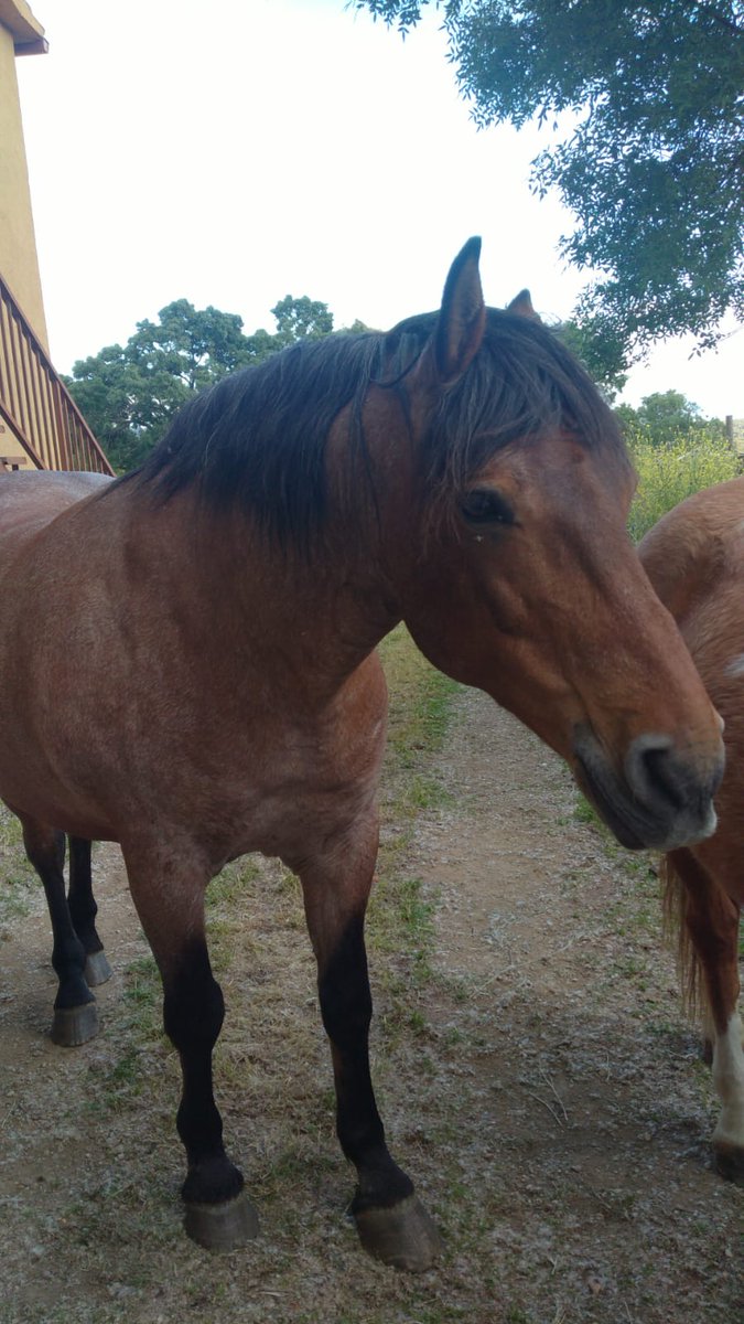 DaniElefantman's tweet image. "Los caballos, con su noble presencia encienden nuestra luz interior. " Gabriel Oliverio. #Caballo #hacerfotos #cita