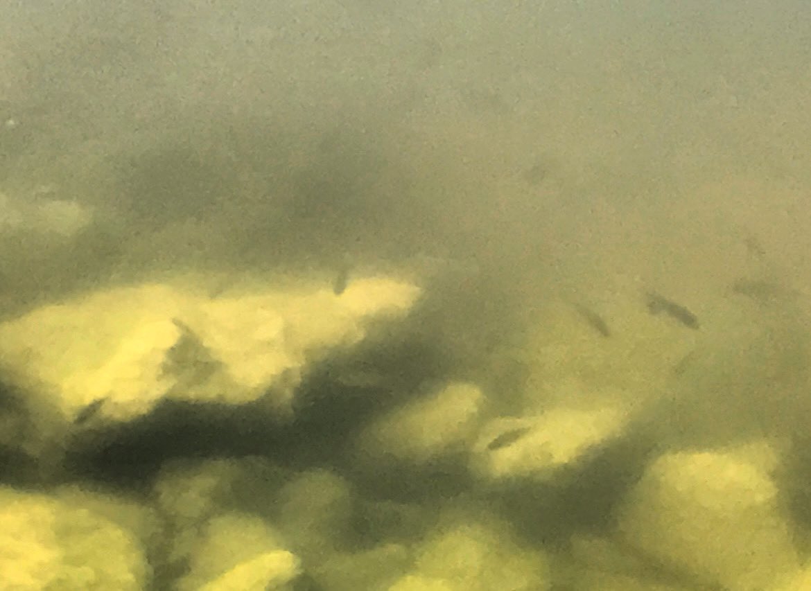 Being Green isn’t always the best. #environmental #climatechange #wildlife #oceans #humankind #wetlands #environmentalracism #ecosystems  #manatees #seagrass  #climatechange