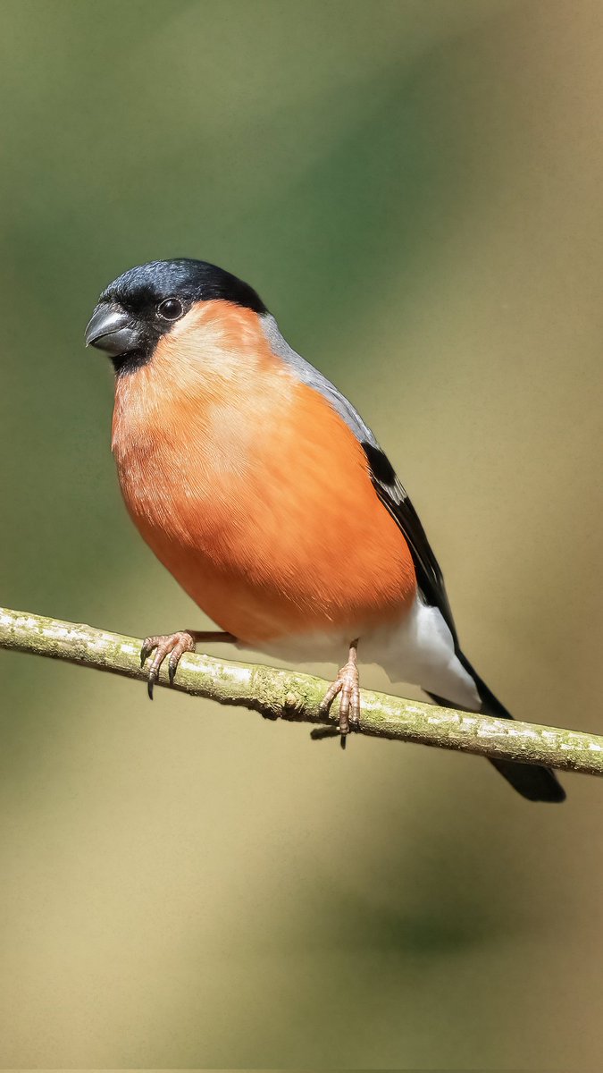 LutfiAltunsu's tweet photo. Eurasian Bullfinch /Şakrak, Nederlands, 2024
This charming and fascinating species are found in mostly mixed woodlands with some conifers, parklands and orchards across Europe and temperate Asia. They mainly feed on the seeds and buds of fruit trees. https://t.co/Y3SQ33Dq1J