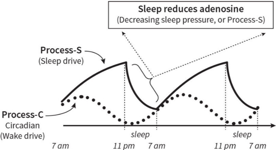 mlauck's tweet photo. @TBYSTweet You're probably in the lowest point of your circadian rhythm, which is why you drank the coffee. You're going to feel it once you swing back upward.

Ice baths or sun about 15 to 30 minutes before coffee also clears your adenosine and make the coffee more effective/no crash https://t.co/AFFpbk7WZZ